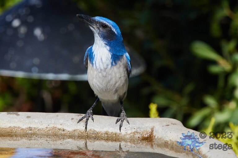 California Scrub Jay