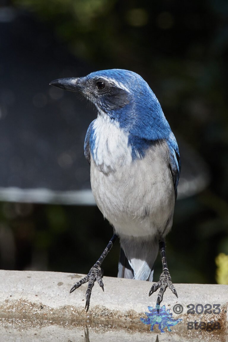 California Scrub Jay