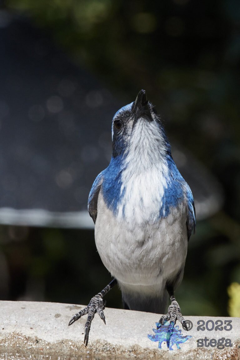 California Scrub Jay