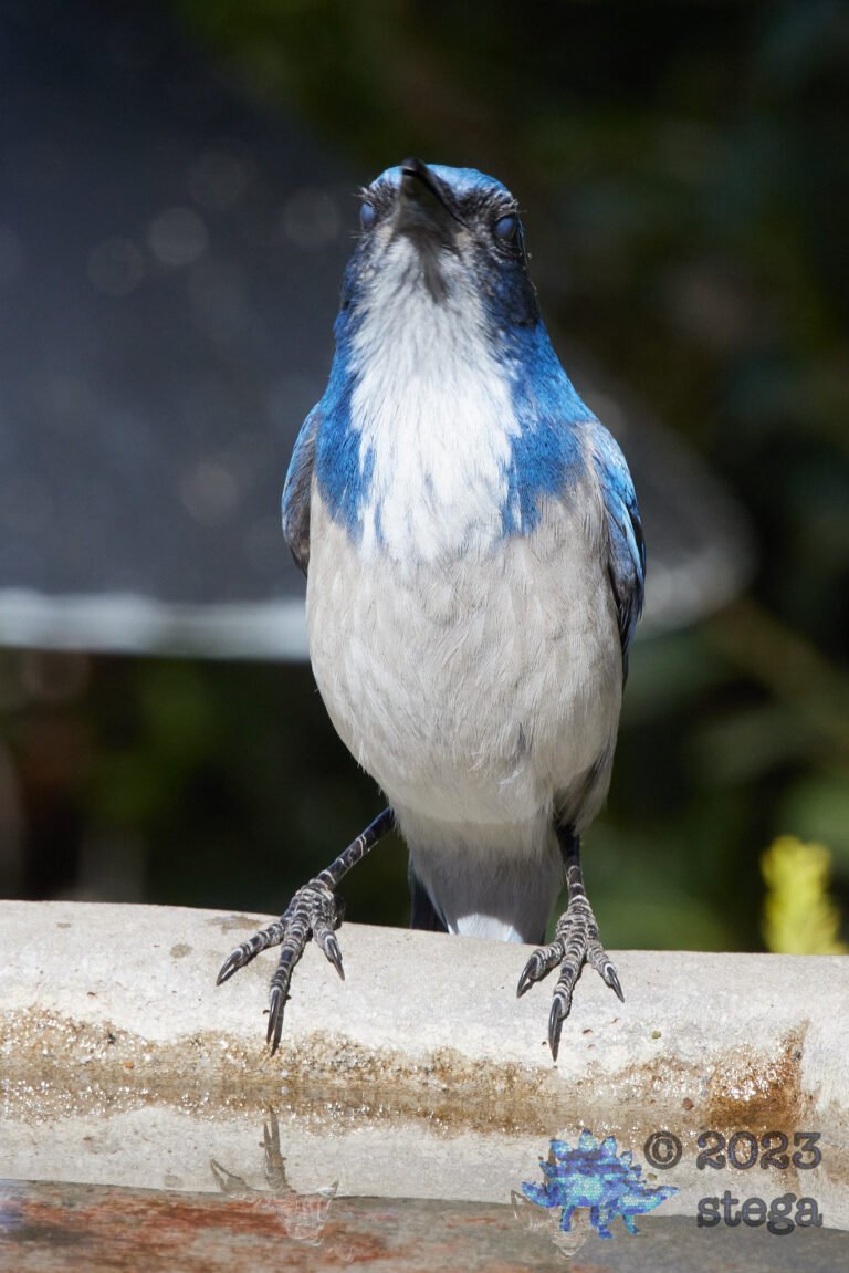 California Scrub Jay