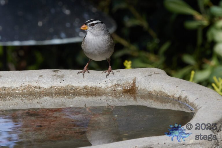 Sparrow Week