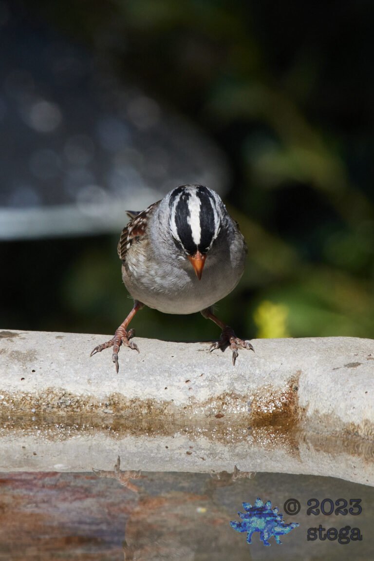 Sparrow Week