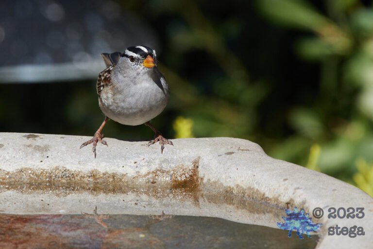 Sparrow Week