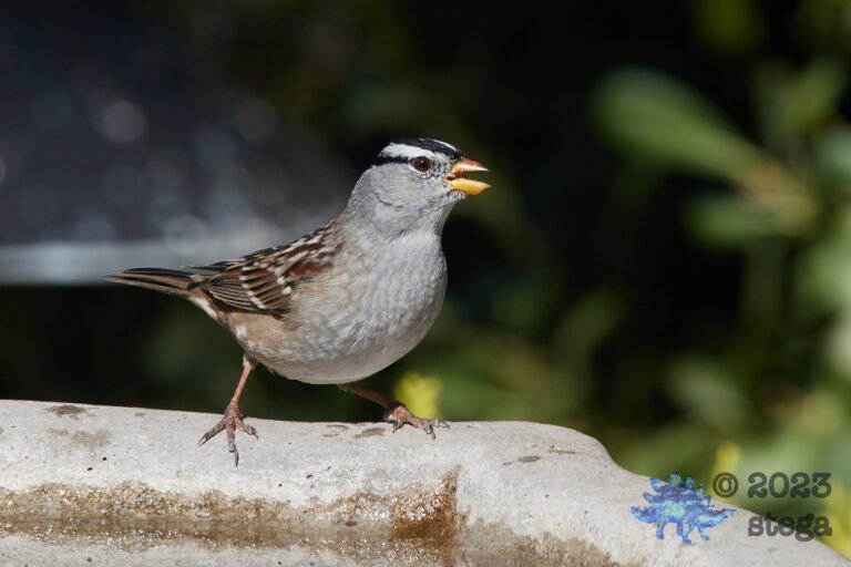 White-Crowned Sparrow