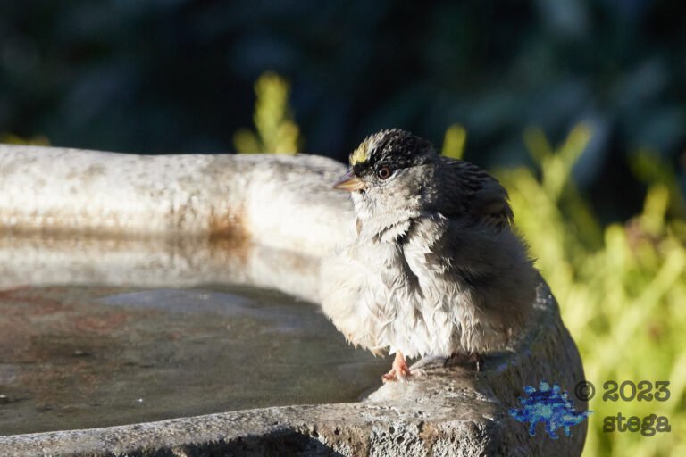 Gold-Crowned Sparrow
