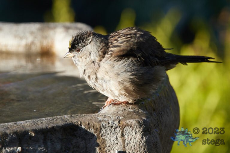 Sparrow Week