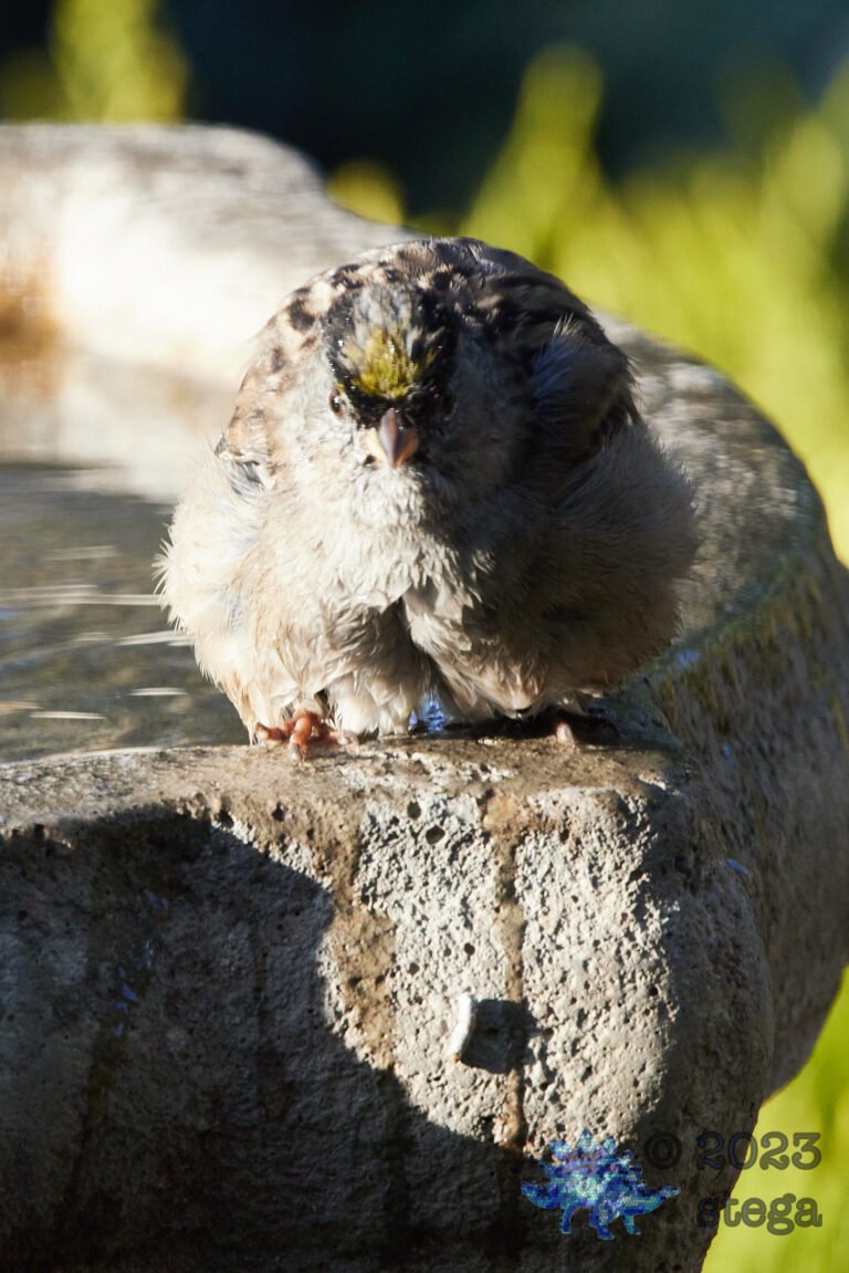 Sparrow Week