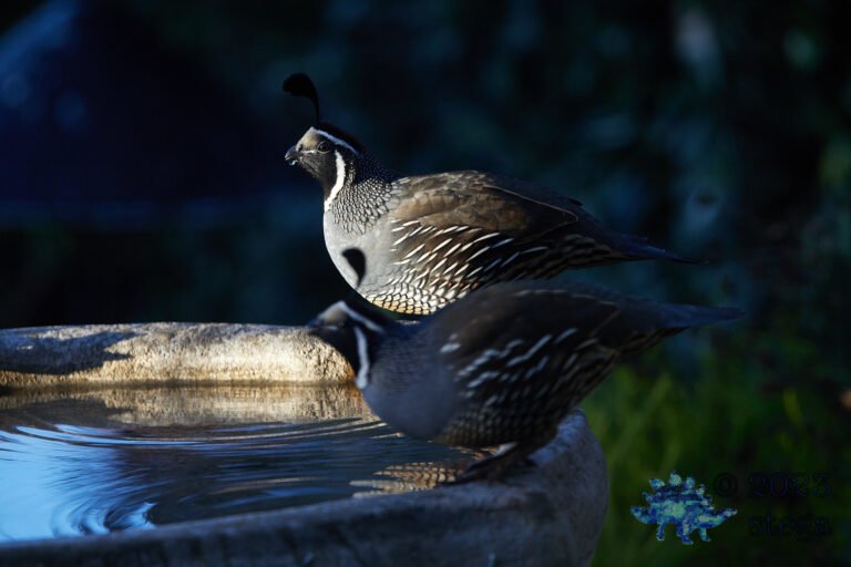 California Quail