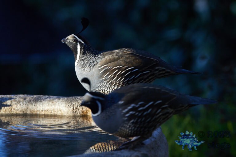 California Quail