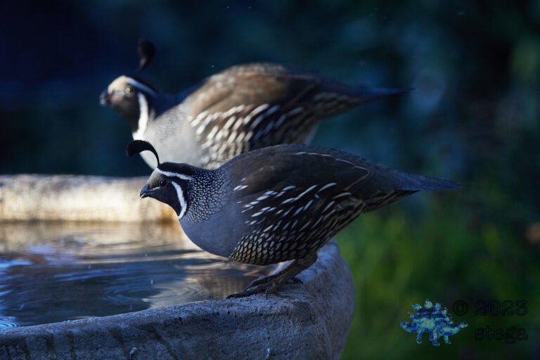 California Quail Week