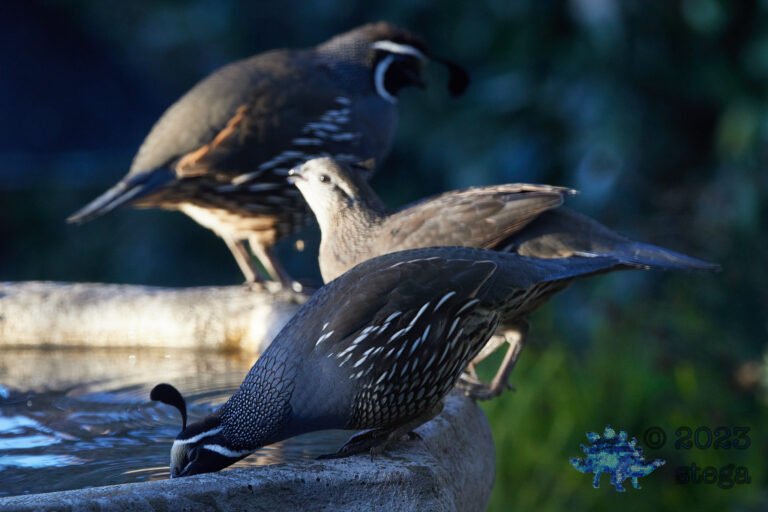 California Quail