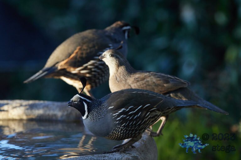 California Quail Week