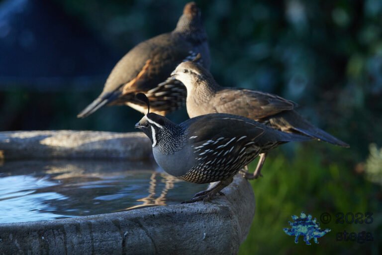 California Quail