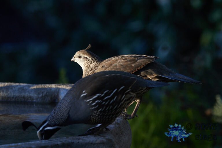 California Quail Week