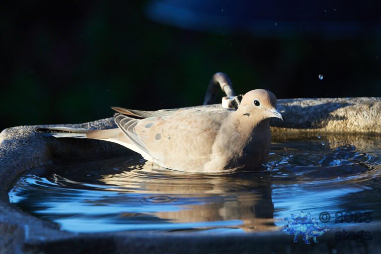 Mourning Dove