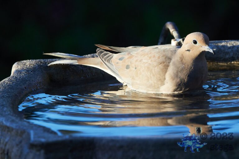 Mourning Dove