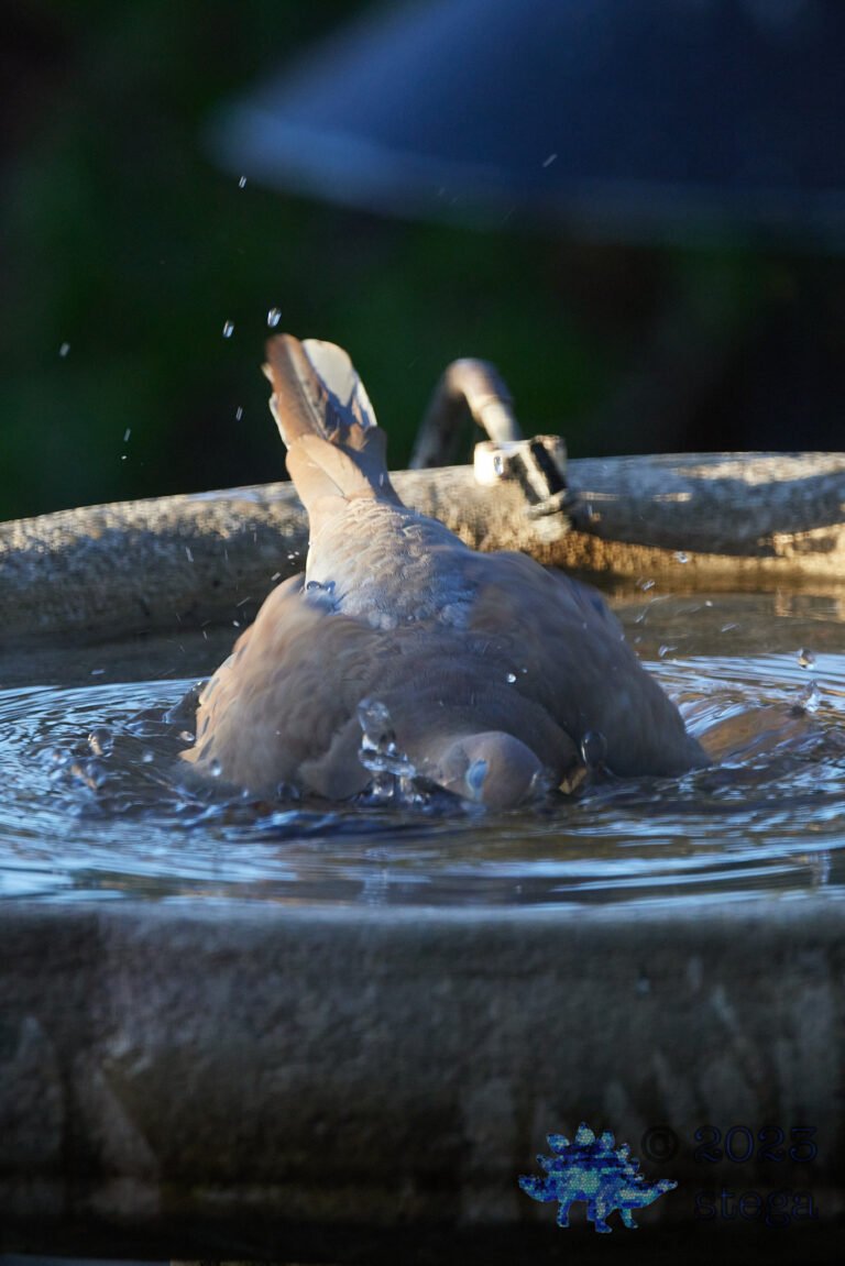 Mourning Dove