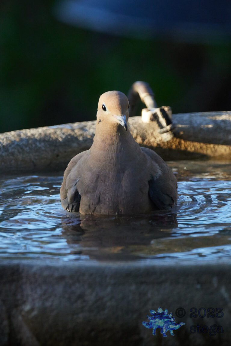Mourning Dove