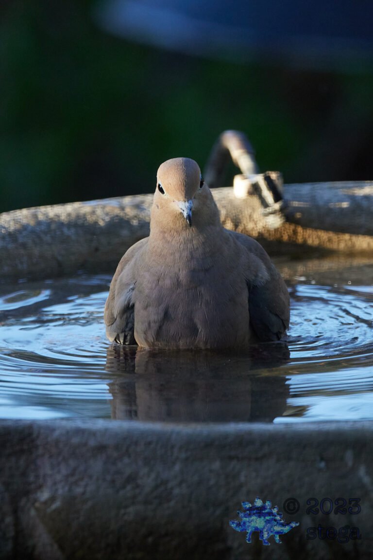 Mourning Dove