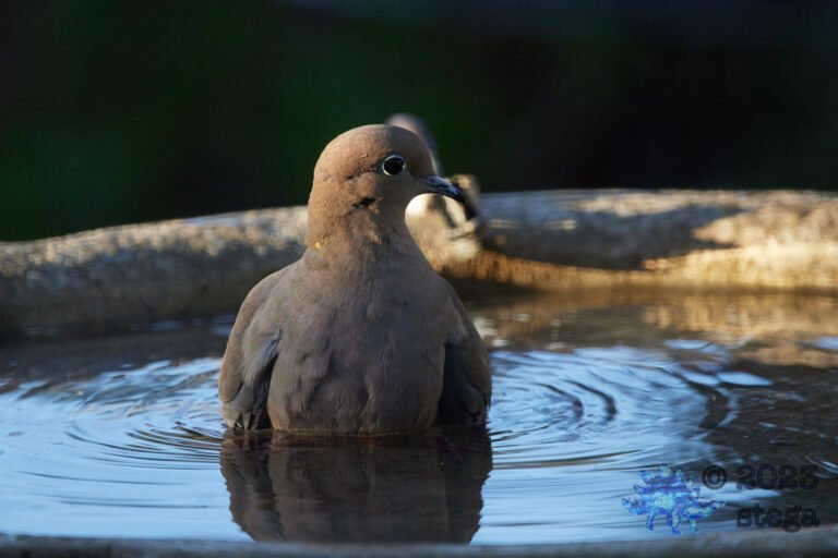 Mourning Dove