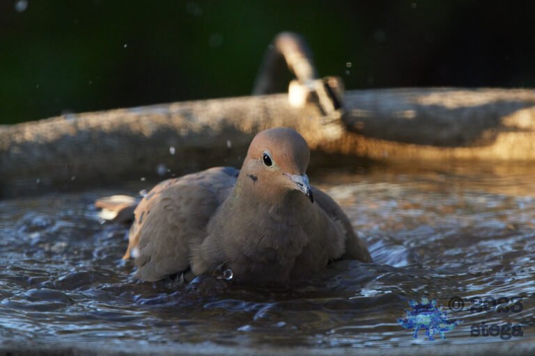 Mourning Dove