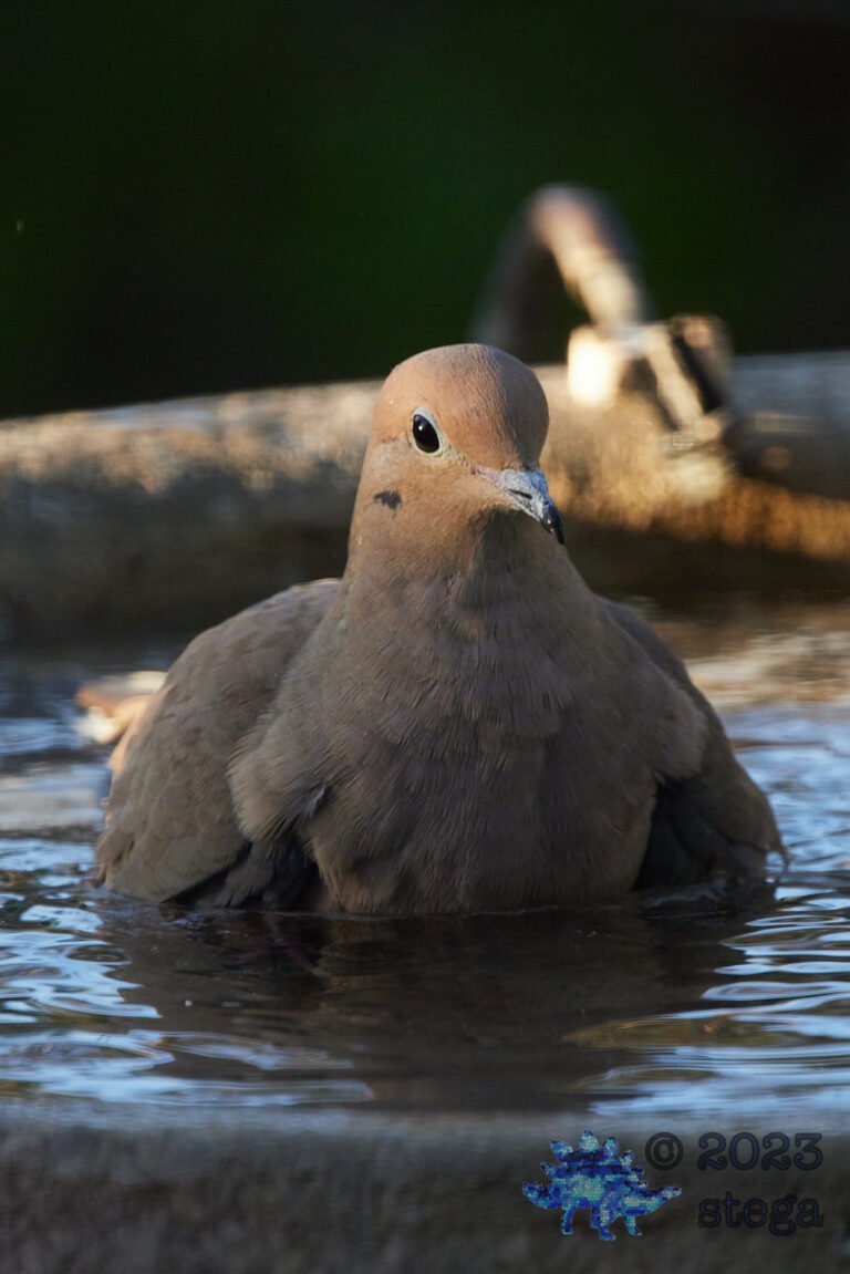 Mourning Dove