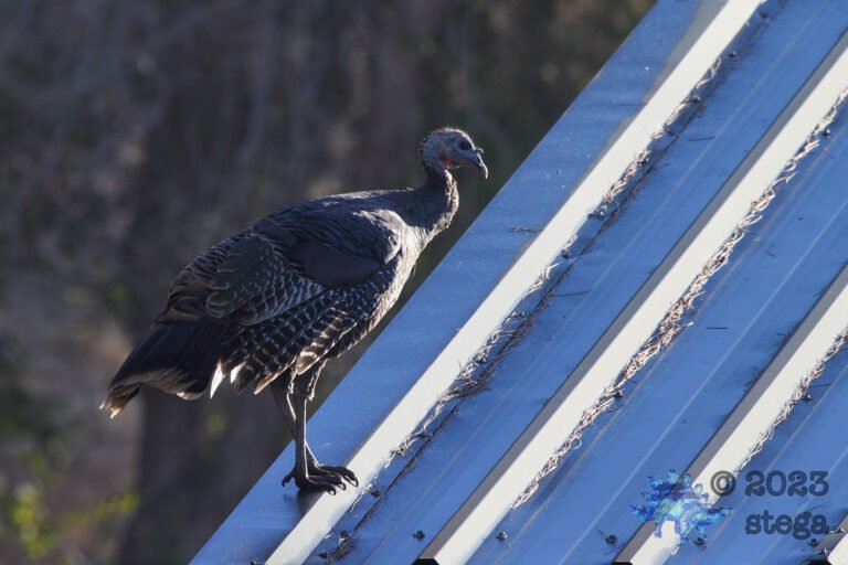 Turkey on the Roof
