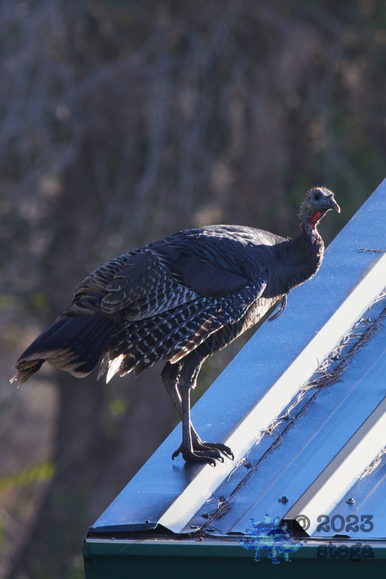 Turkey on the Roof