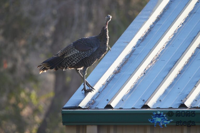 Turkey on the Roof