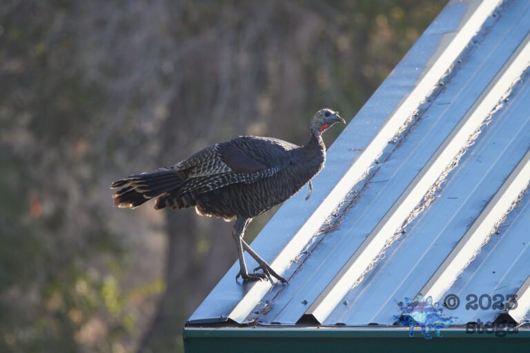 Turkey on the Roof