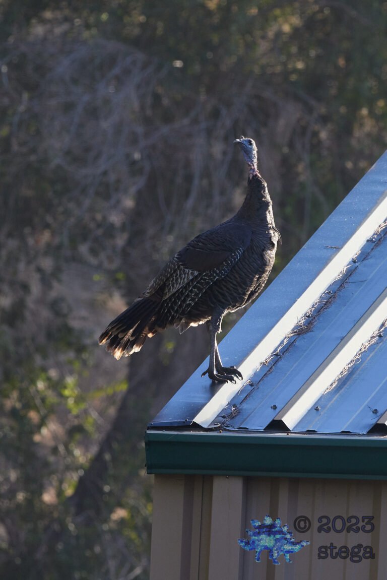 Turkey on the Roof