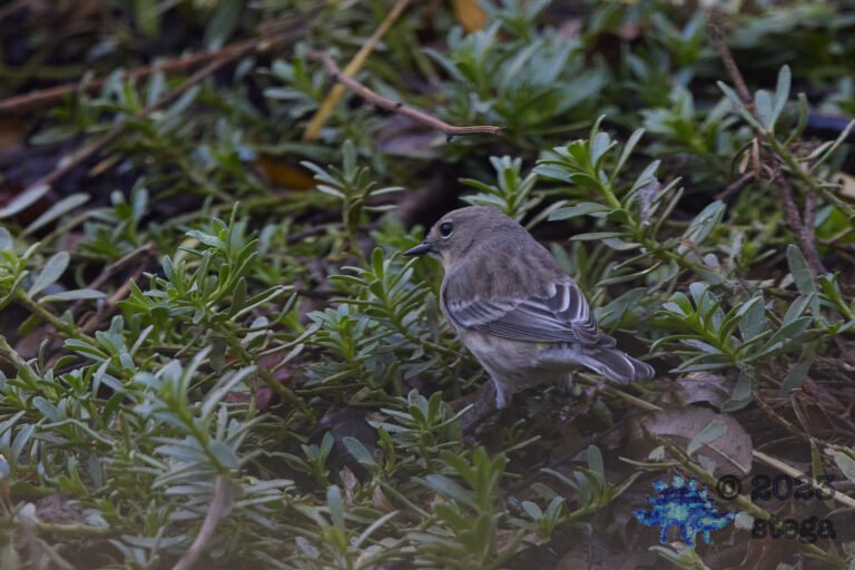 Yellow-Rumped Warbler