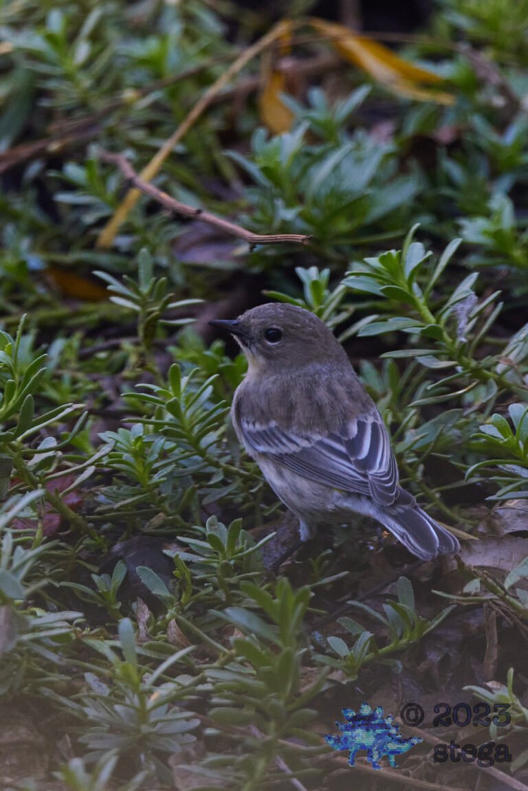 Yellow-Rumped Warbler