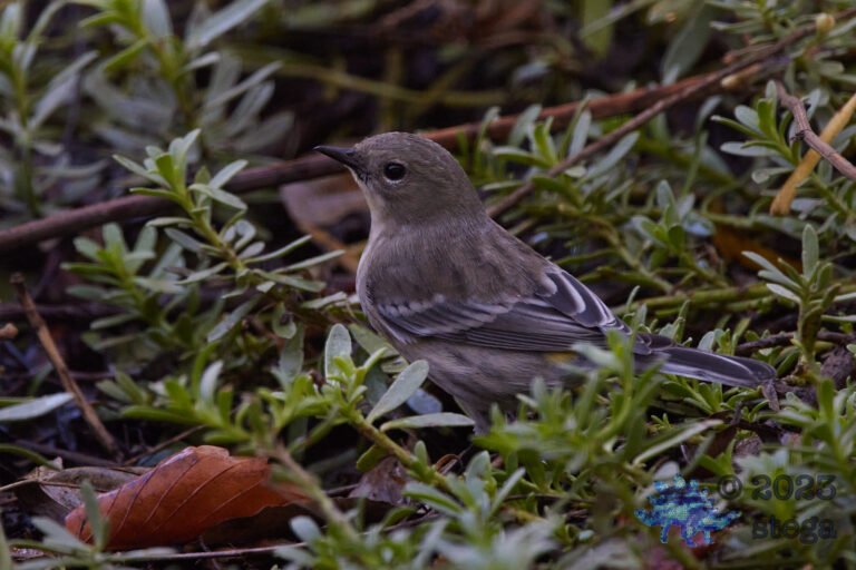 Yellow-Rumped Warbler