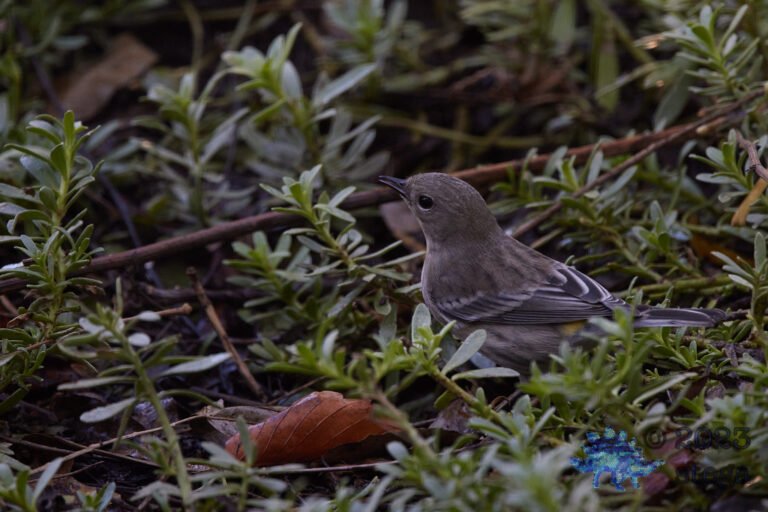 Yellow-Rumped Warbler