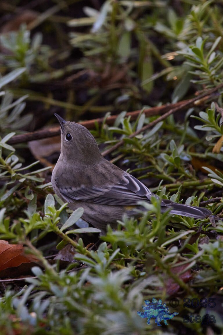 Yellow-Rumped Warbler