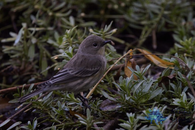 Yellow-Rumped Warbler