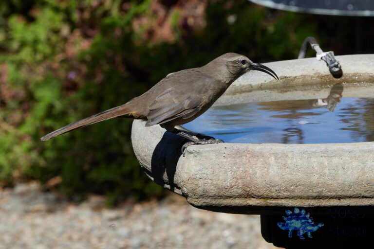 California Thrasher