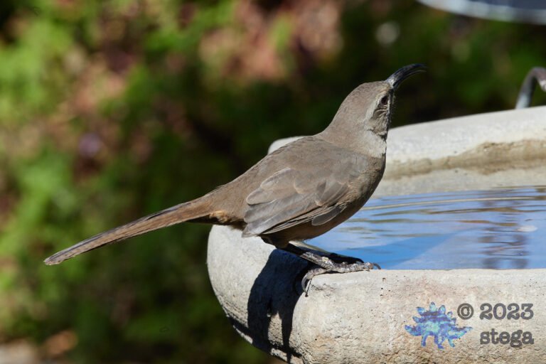 California Thrasher