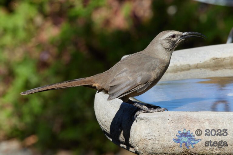 California Thrasher