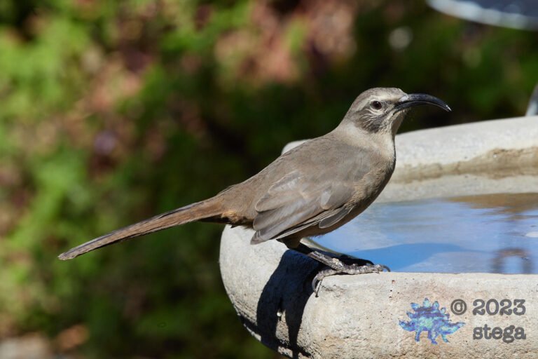 California Thrasher