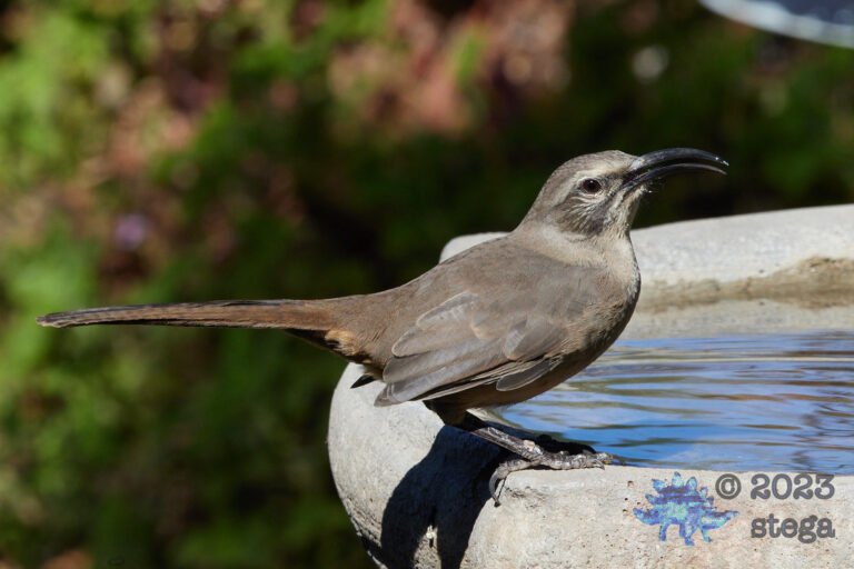 California Thrasher