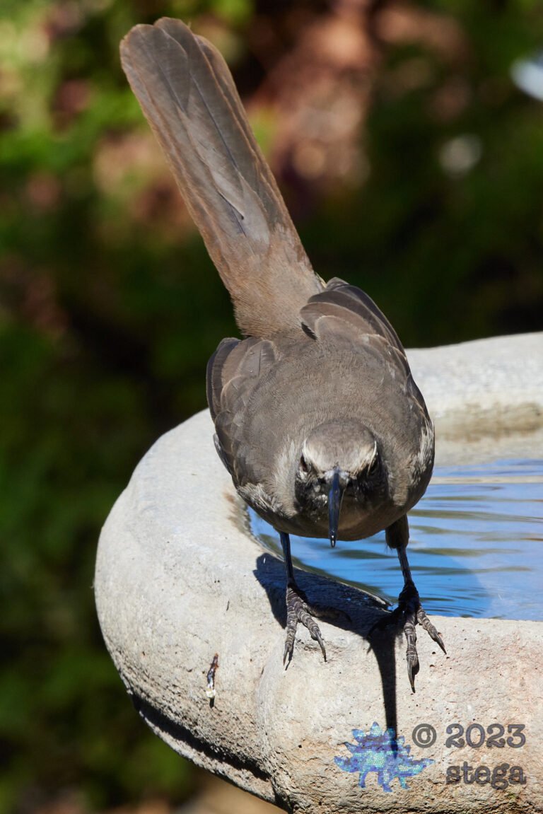 California Thrasher