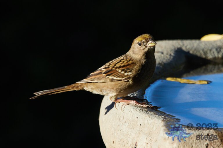 Sparrow Week
