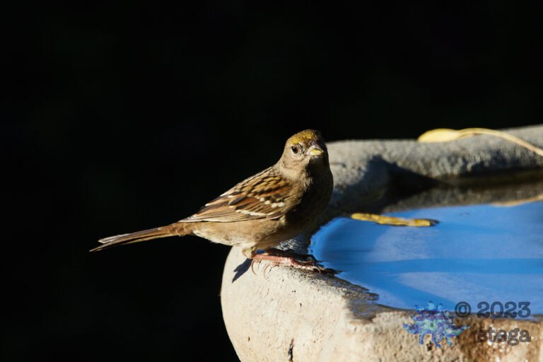 Sparrow Week