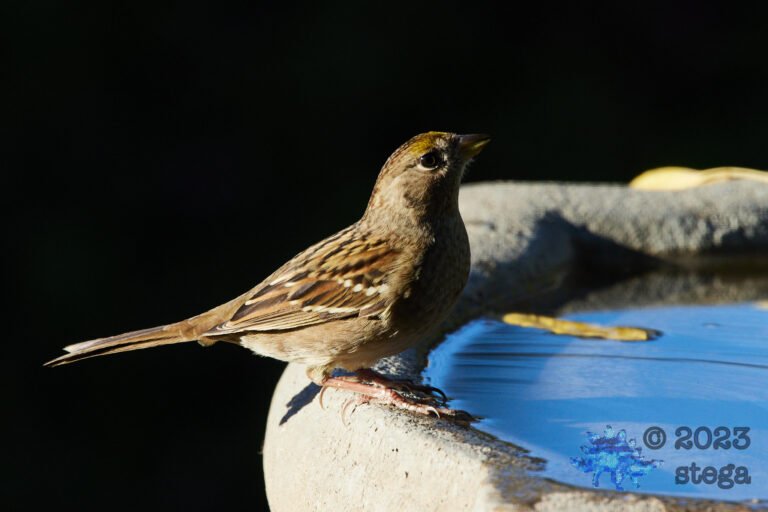 Gold-Crowned Sparrow