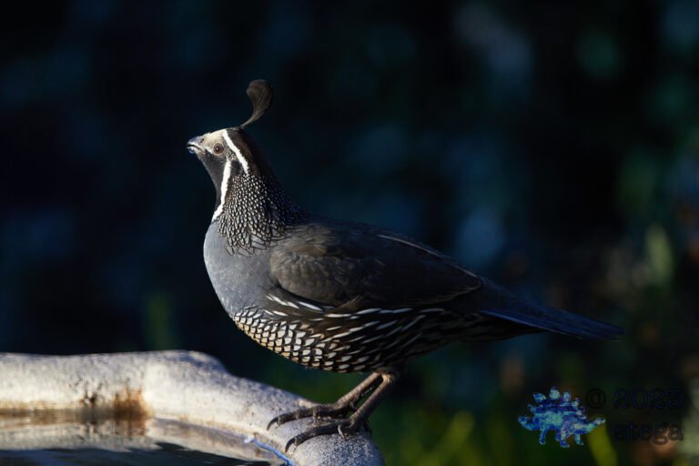 California Quail Week