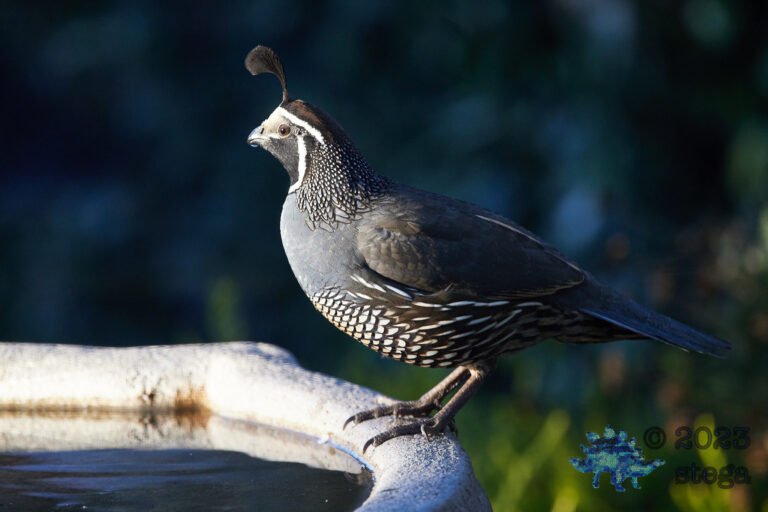 California Quail Week