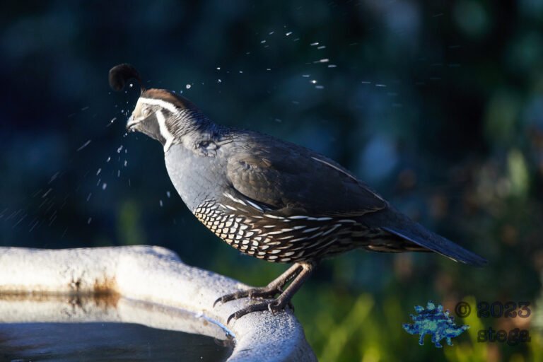 California Quail