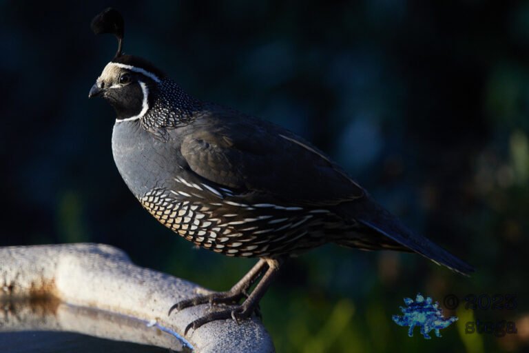California Quail Week